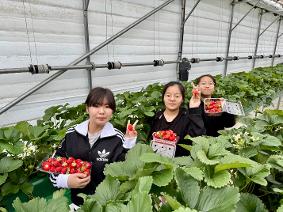 4-H 딸기농장 체험학습